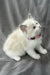 Daisy | Ragdoll Kitten