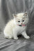 Daisy | Ragdoll Kitten