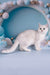 Dakota | British Shorthair Kitten