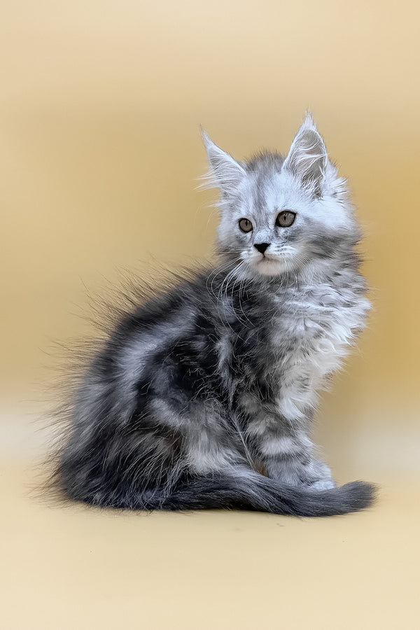 Damirra | Polydactyl Maine Coon Kitten