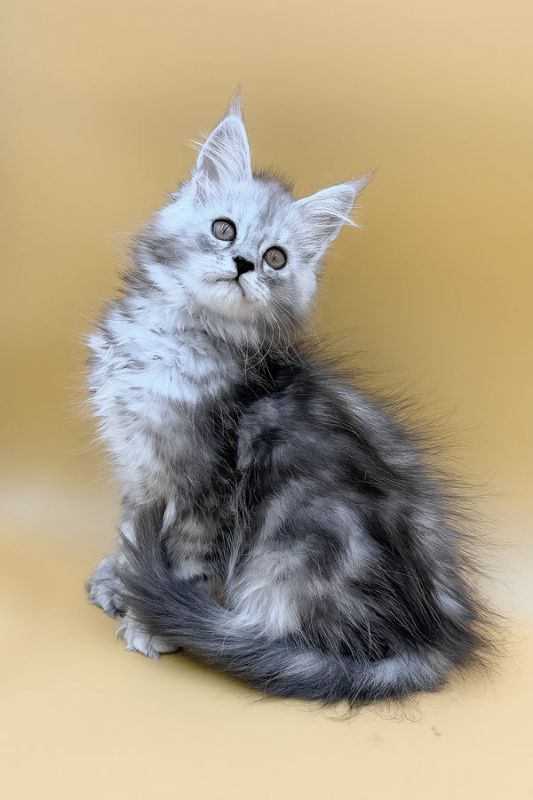 Damirra | Polydactyl Maine Coon Kitten