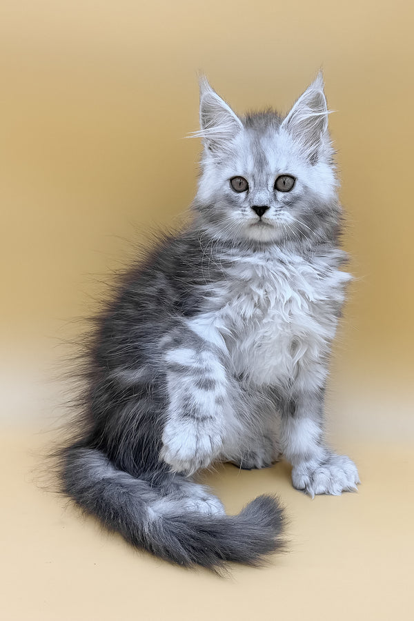 Damirra | Polydactyl Maine Coon Kitten