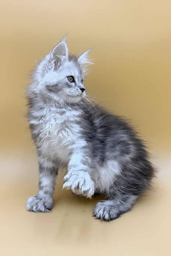 Damirra | Polydactyl Maine Coon Kitten