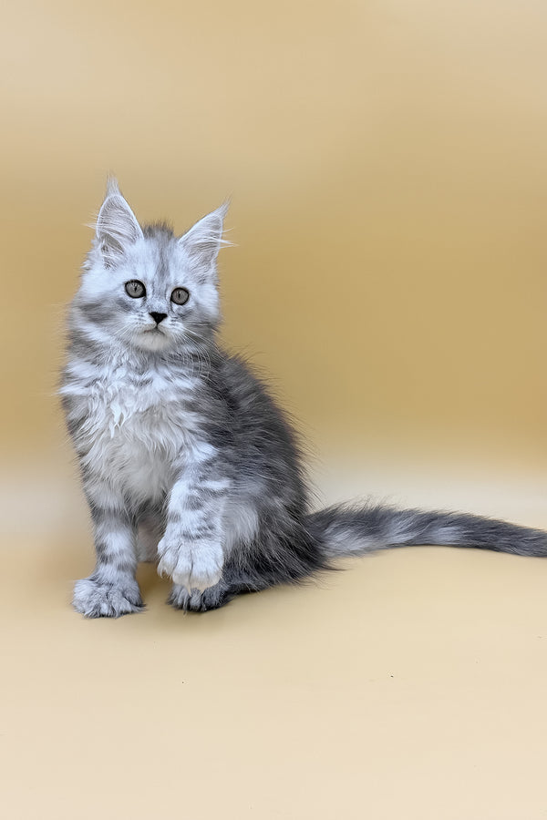 Damirra | Polydactyl Maine Coon Kitten