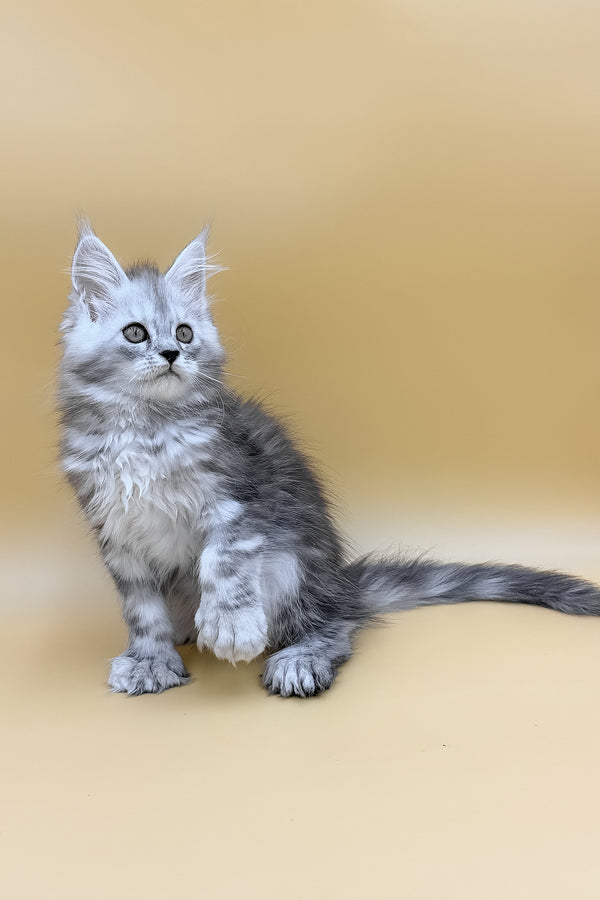 Damirra | Polydactyl Maine Coon Kitten