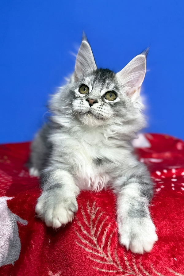 Dana | Maine Coon Kitten