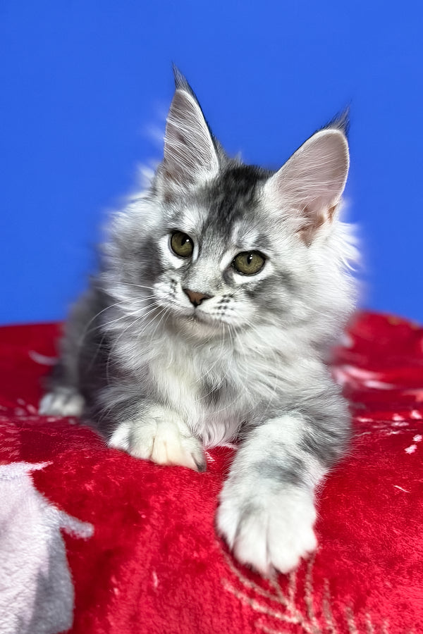 Dana | Maine Coon Kitten
