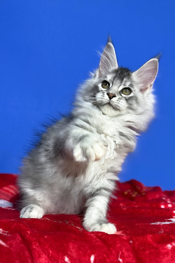 Dana | Maine Coon Kitten