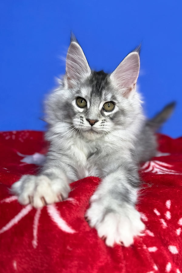Dana | Maine Coon Kitten