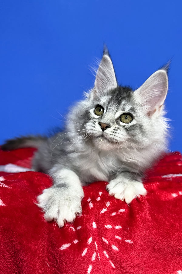 Dana | Maine Coon Kitten