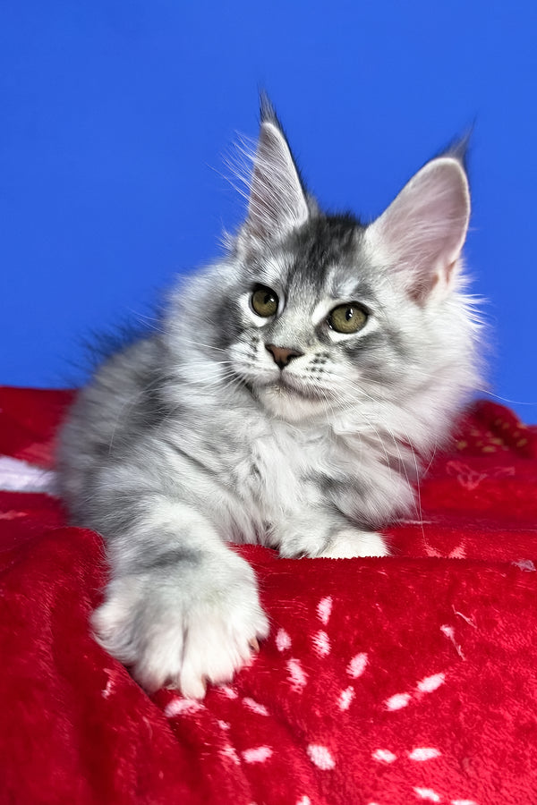 Dana | Maine Coon Kitten