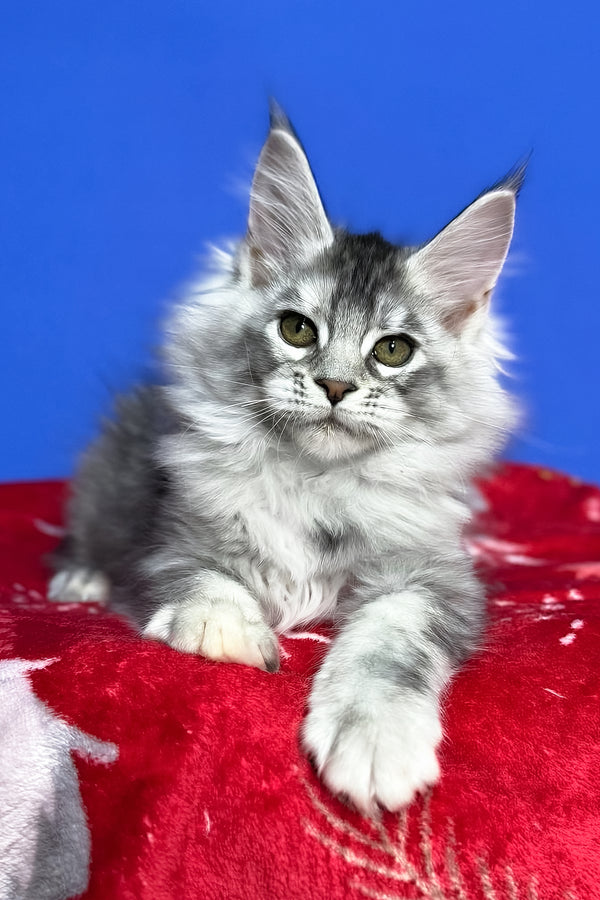 Dana | Maine Coon Kitten