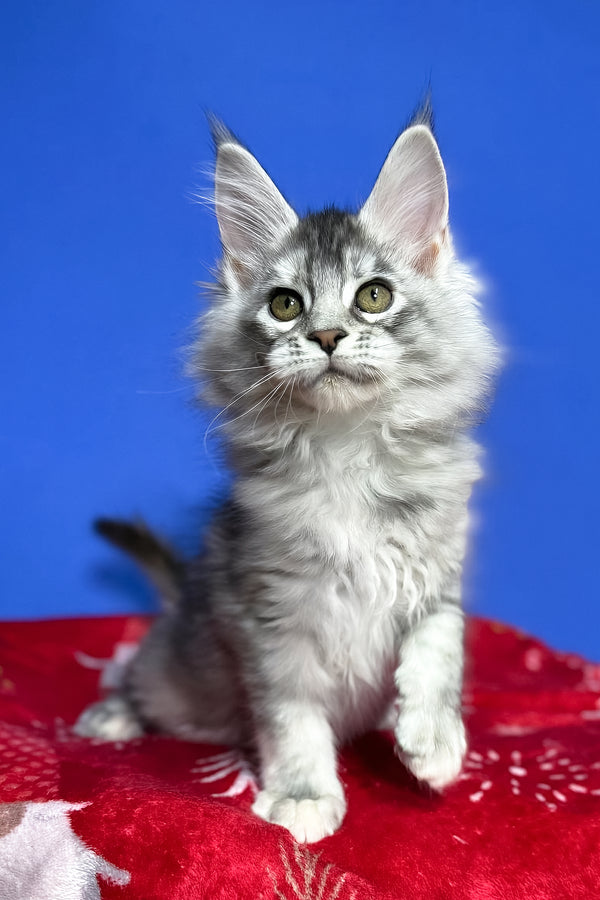 Dana | Maine Coon Kitten