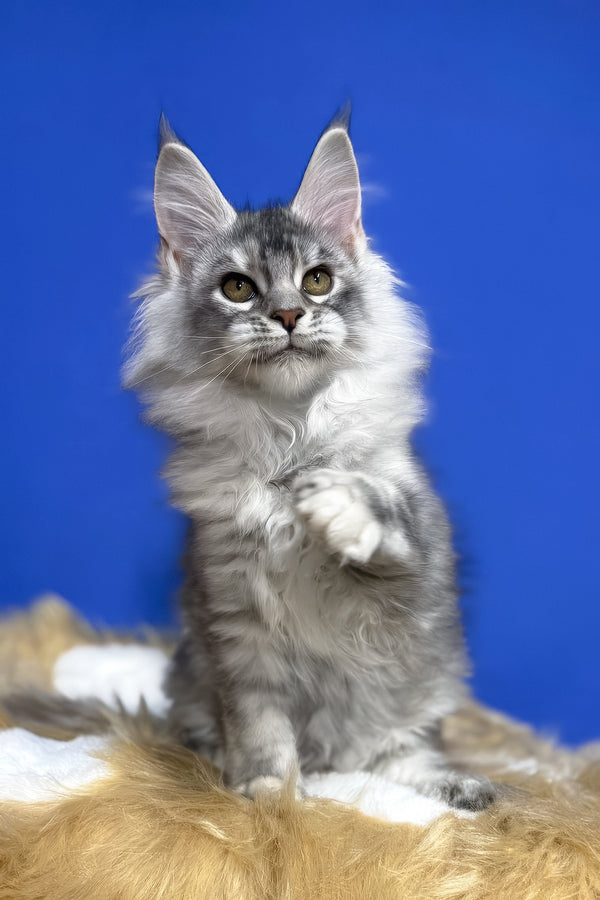 Dana | Maine Coon Kitten