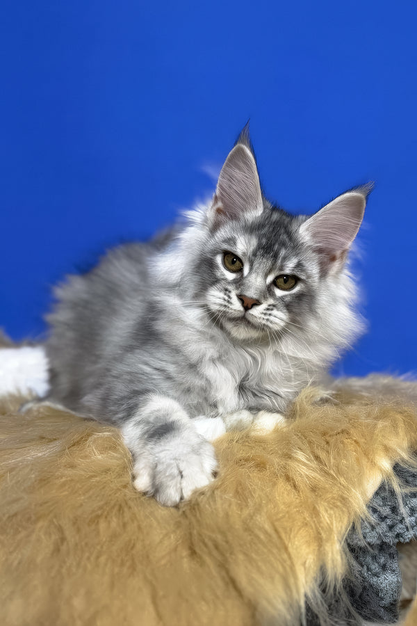 Dana | Maine Coon Kitten