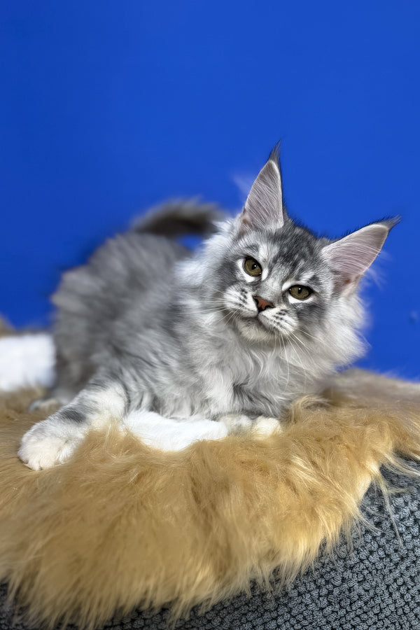 Dana | Maine Coon Kitten