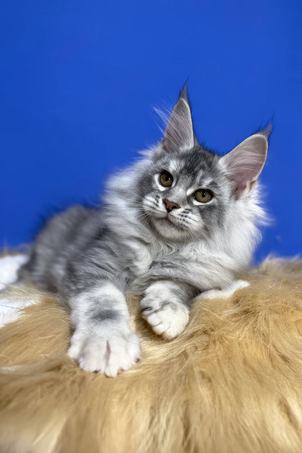 Dana | Maine Coon Kitten