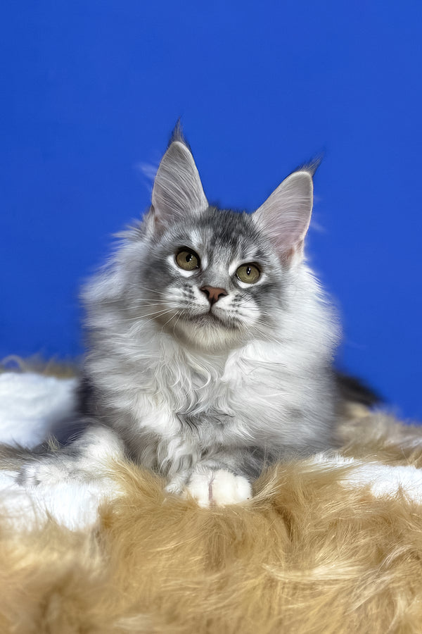 Dana | Maine Coon Kitten