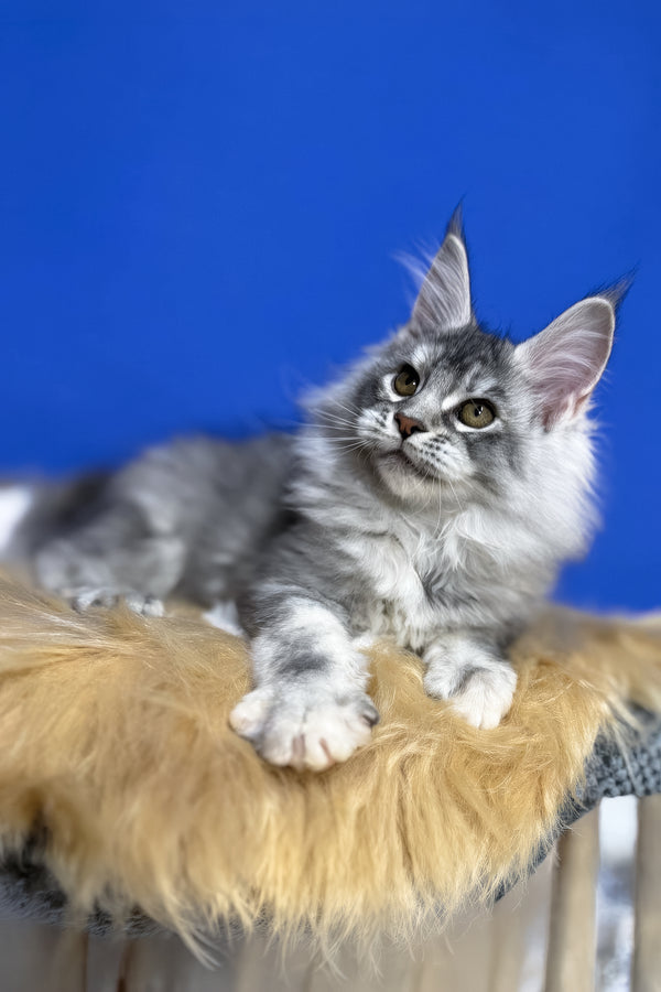 Dana | Maine Coon Kitten