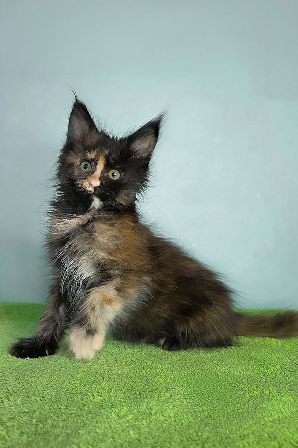 Viviana | Maine Coon Kitten