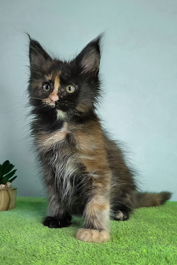 Viviana | Maine Coon Kitten