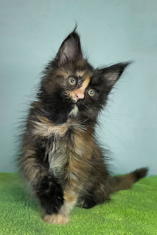 Viviana | Maine Coon Kitten
