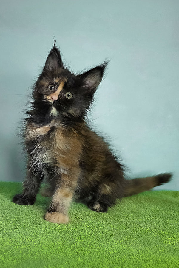 Viviana | Maine Coon Kitten