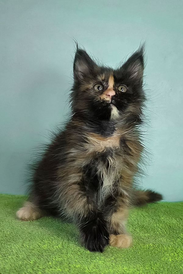 Viviana | Maine Coon Kitten