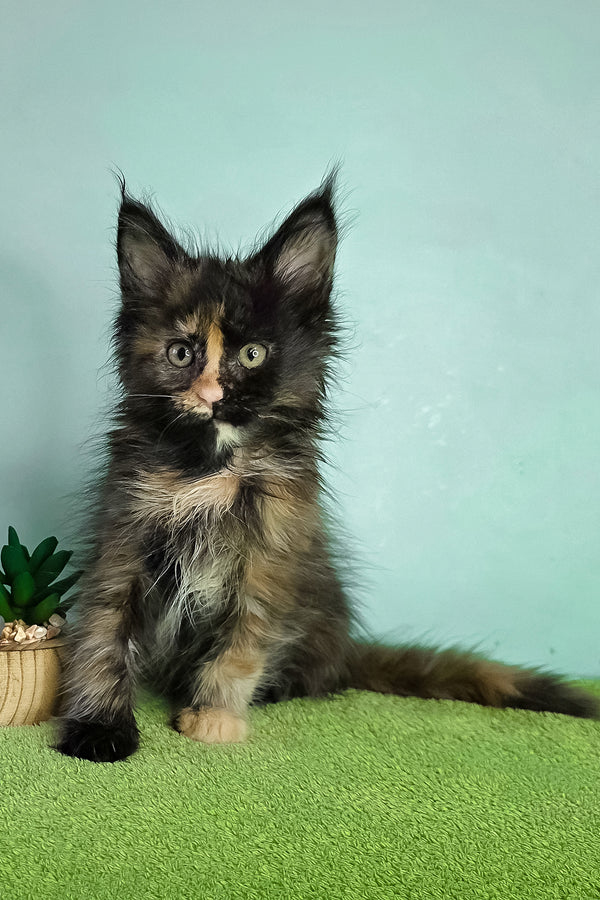 Viviana | Maine Coon Kitten
