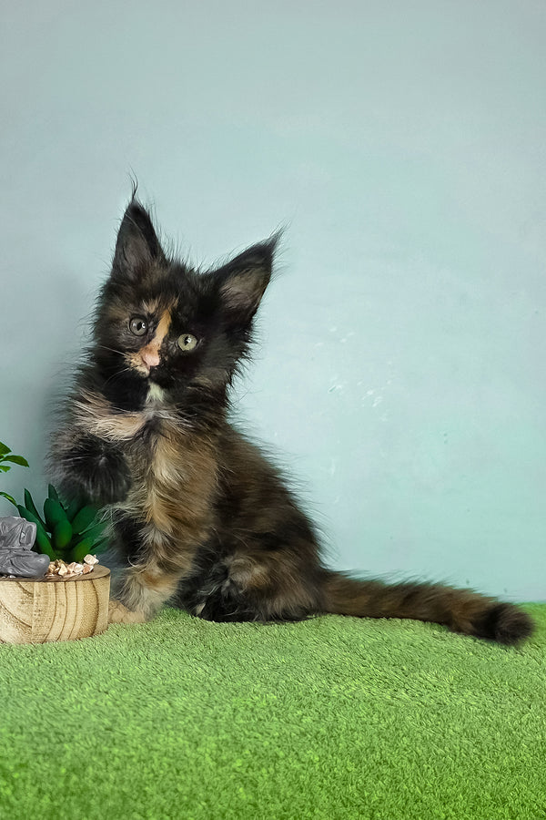 Viviana | Maine Coon Kitten