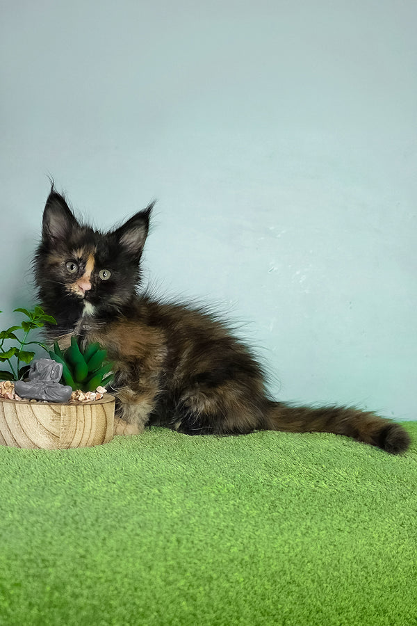 Viviana | Maine Coon Kitten