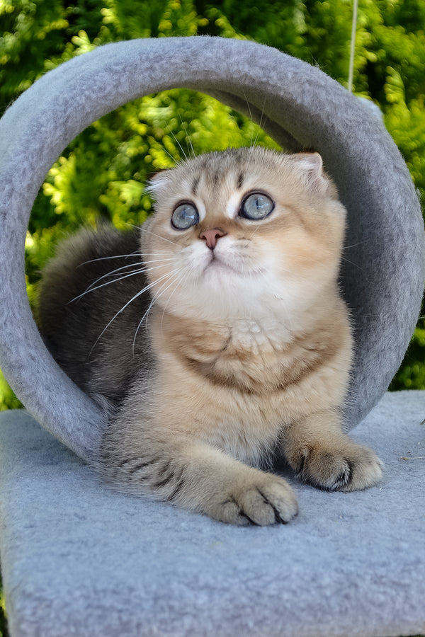 Dandy | Scottish Fold Kitten