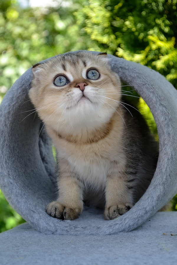 Dandy | Scottish Fold Kitten