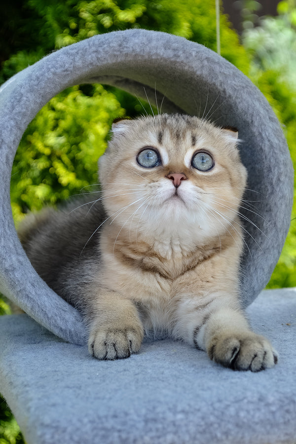 Dandy | Scottish Fold Kitten