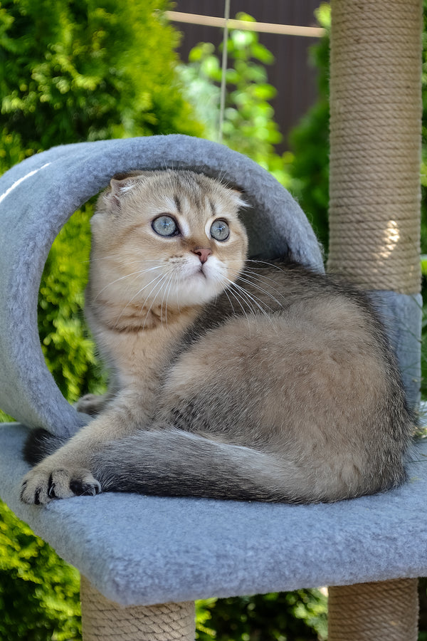 Dandy | Scottish Fold Kitten