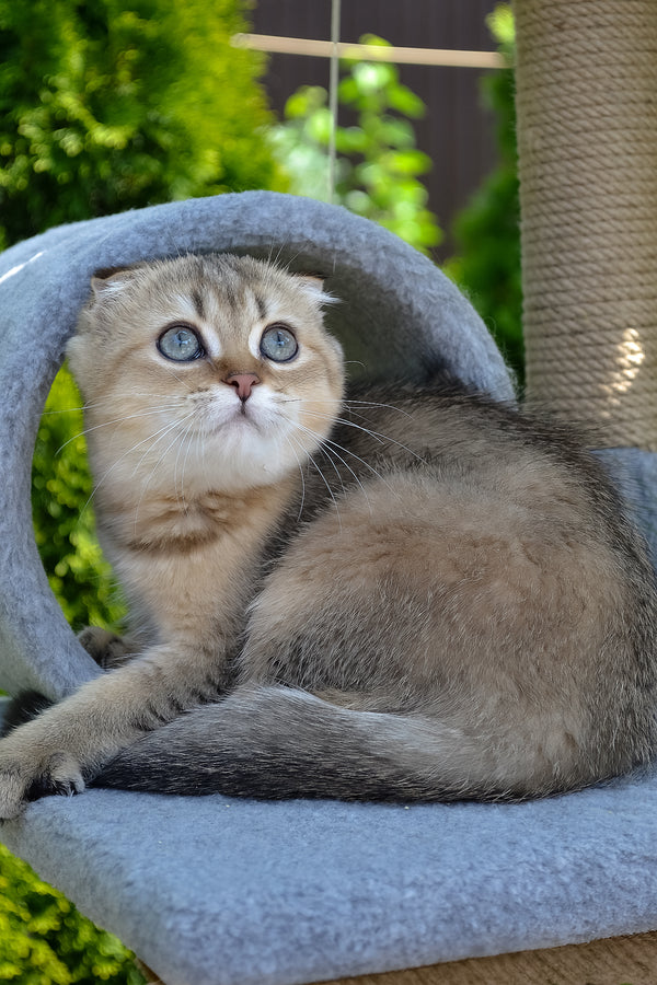 Dandy | Scottish Fold Kitten
