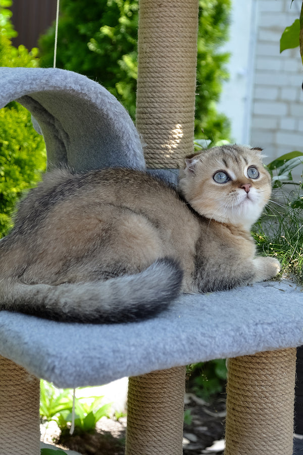 Dandy | Scottish Fold Kitten