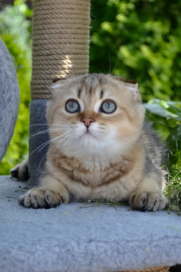Dandy | Scottish Fold Kitten