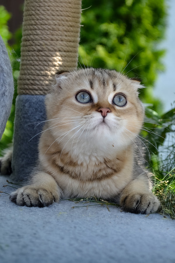 Dandy | Scottish Fold Kitten