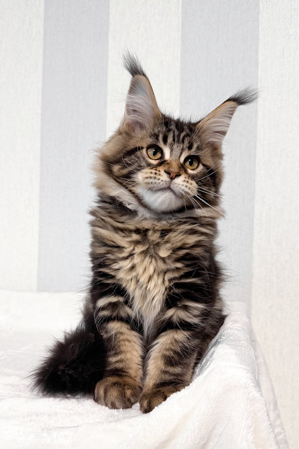 Danny | Maine Coon Kitten