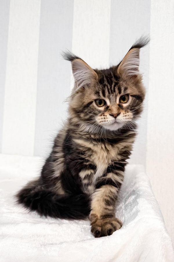 Danny | Maine Coon Kitten