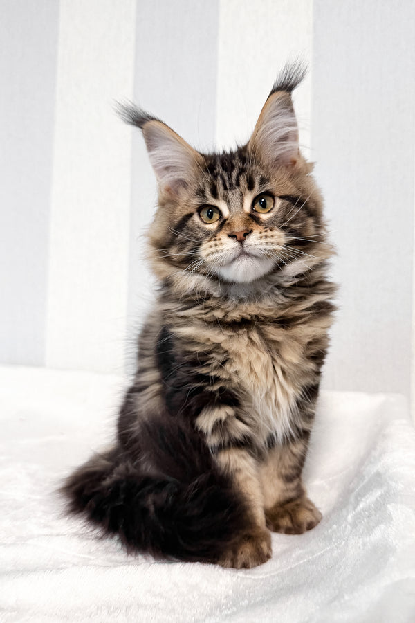 Danny | Maine Coon Kitten