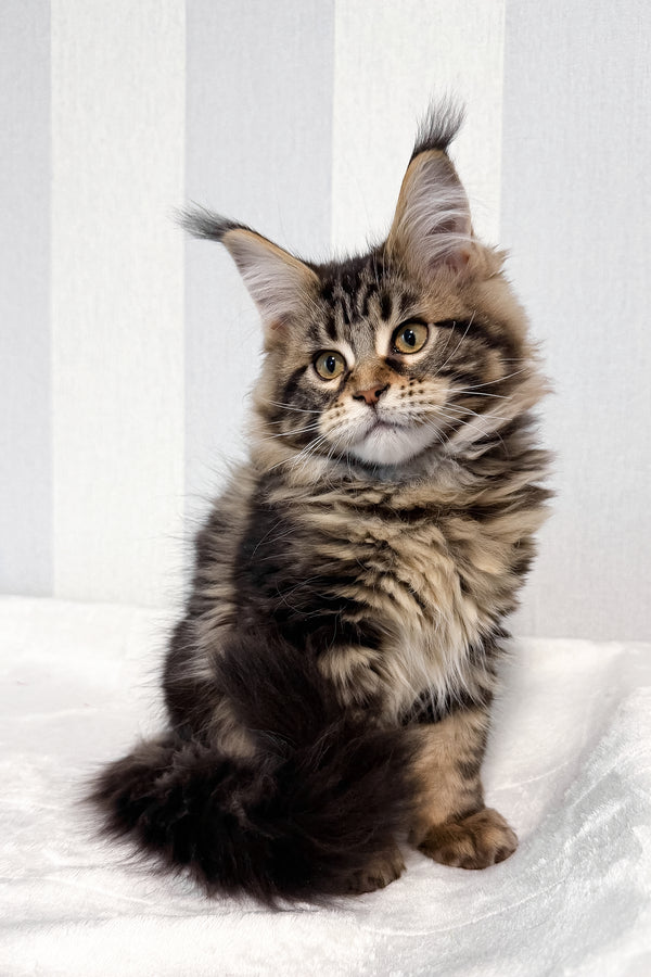 Danny | Maine Coon Kitten
