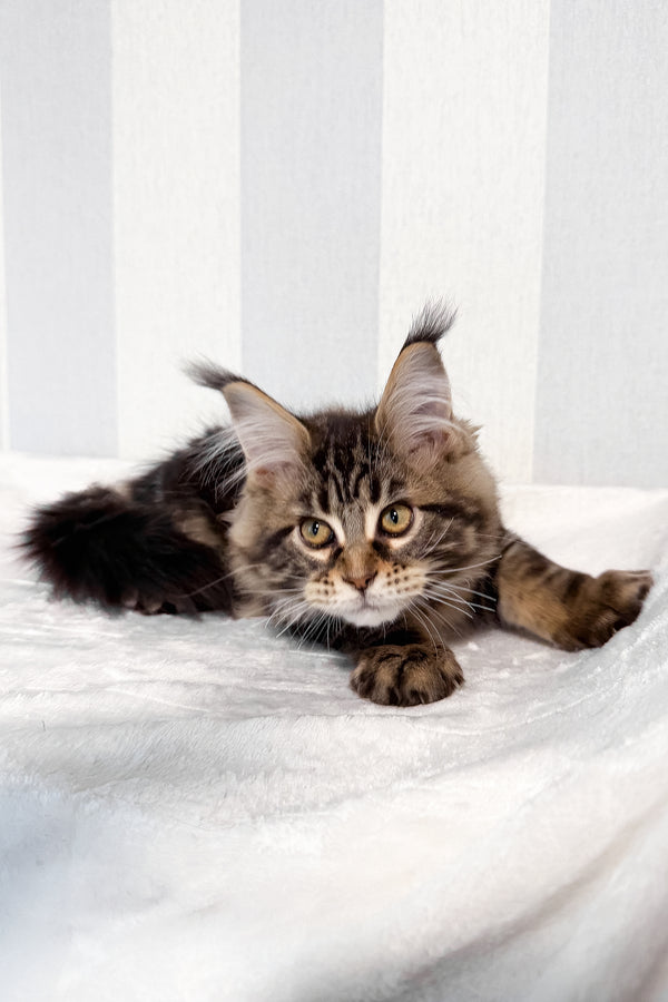 Danny | Maine Coon Kitten