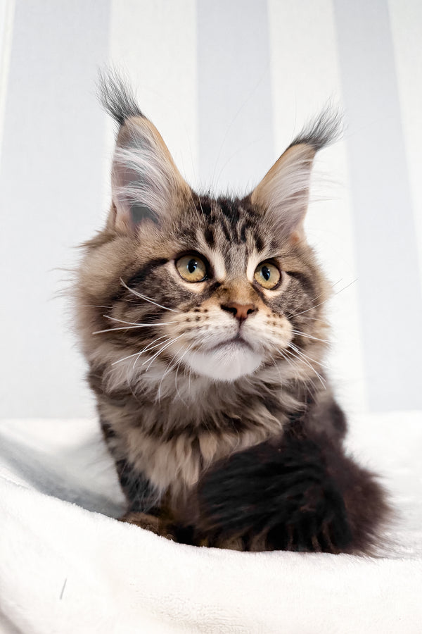 Danny | Maine Coon Kitten