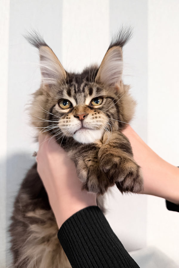 Danny | Maine Coon Kitten