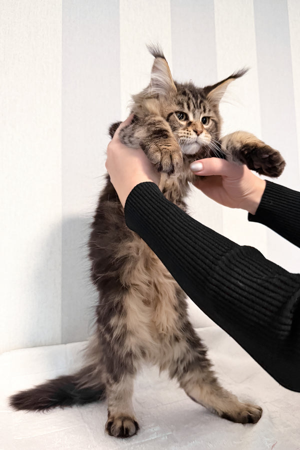 Danny | Maine Coon Kitten