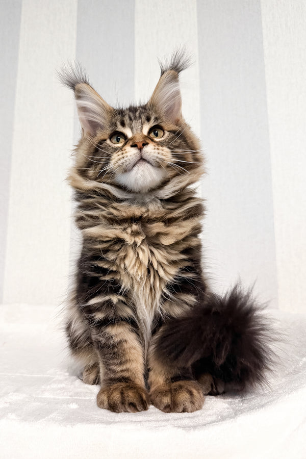 Danny | Maine Coon Kitten
