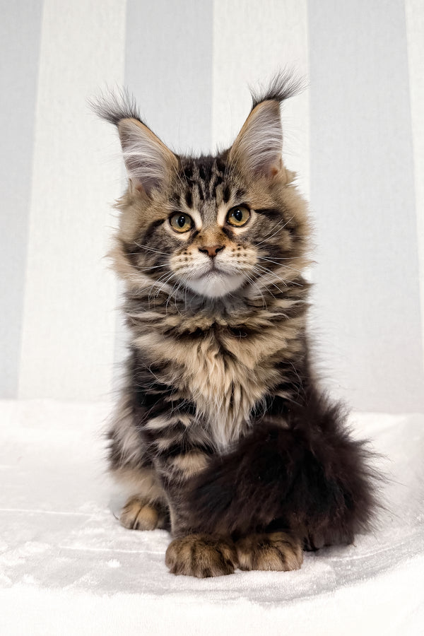 Danny | Maine Coon Kitten