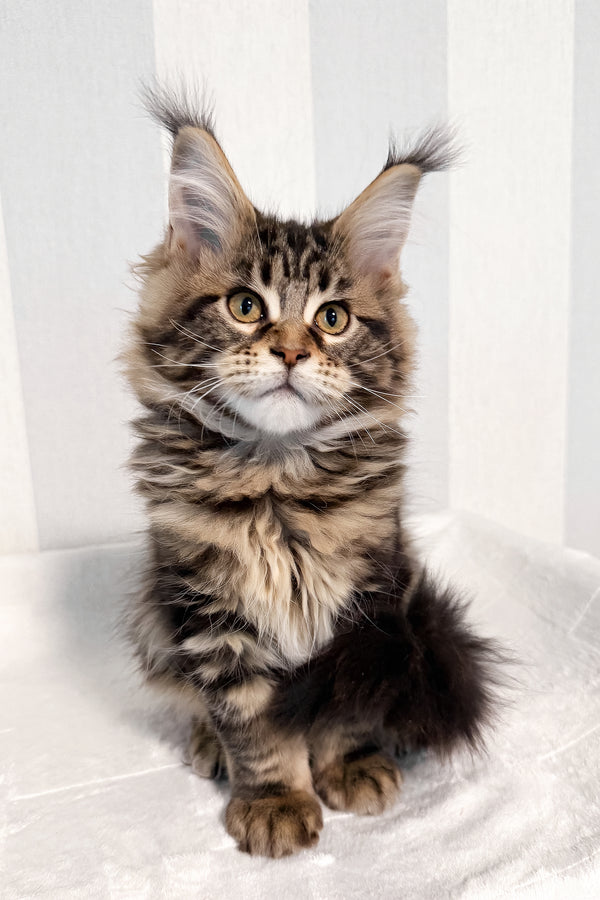 Danny | Maine Coon Kitten